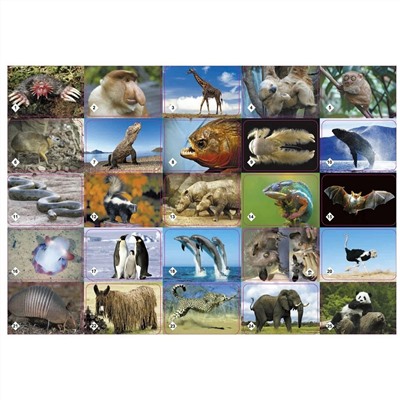 Нескучные Игры Мемо "Удивительные животные" 50 карточек