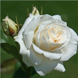 Саженец розы "Паскаль" 1 шт