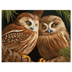Картина по номерам на холсте ТРИ СОВЫ "Две совы", 40*50, с акриловыми красками и кистями